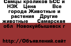 Самцы кроликов БСС и НЗК › Цена ­ 400 - Все города Животные и растения » Другие животные   . Самарская обл.,Новокуйбышевск г.